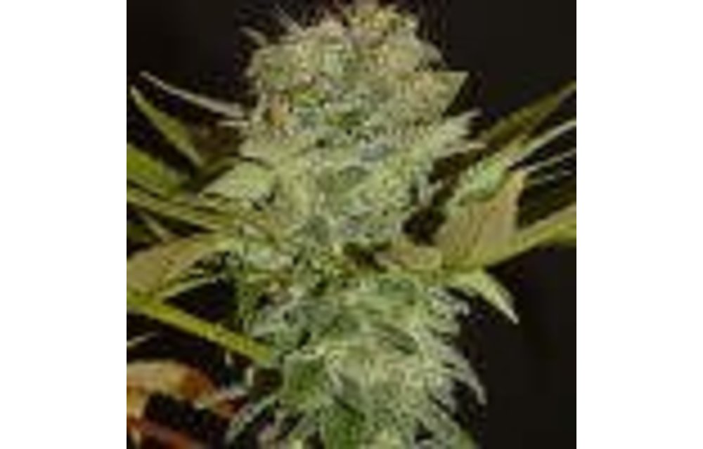 Balkh Hashplant Reg 12 pk