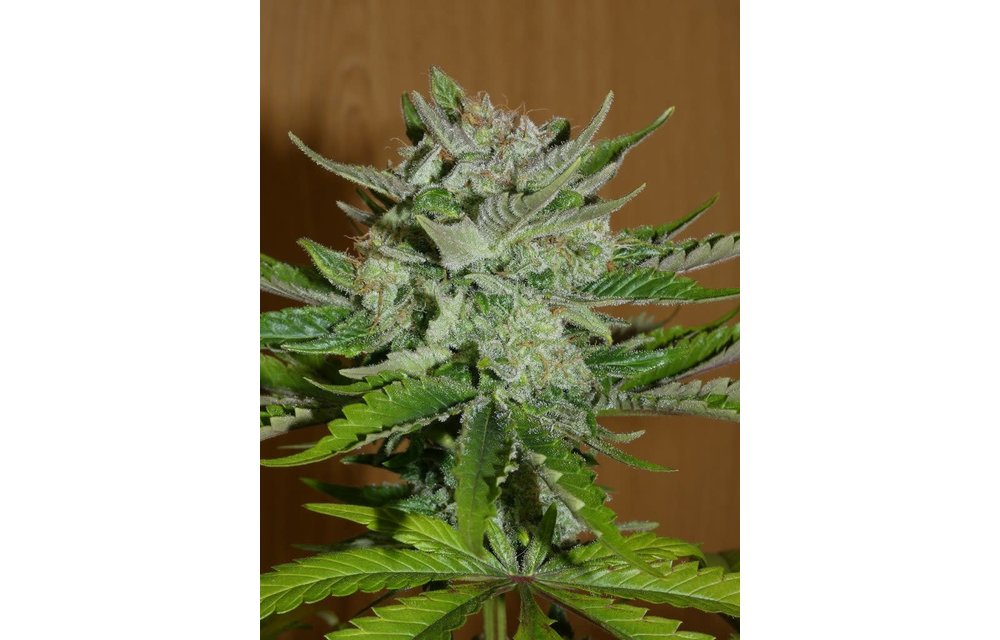Balkh Hashplant Reg 12 pk