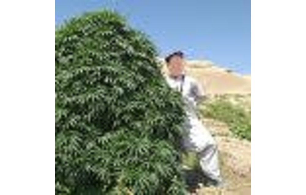 Balkh Hashplant Reg 12 pk