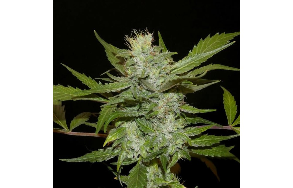 Sherberghan Hashplant Reg 12 pk