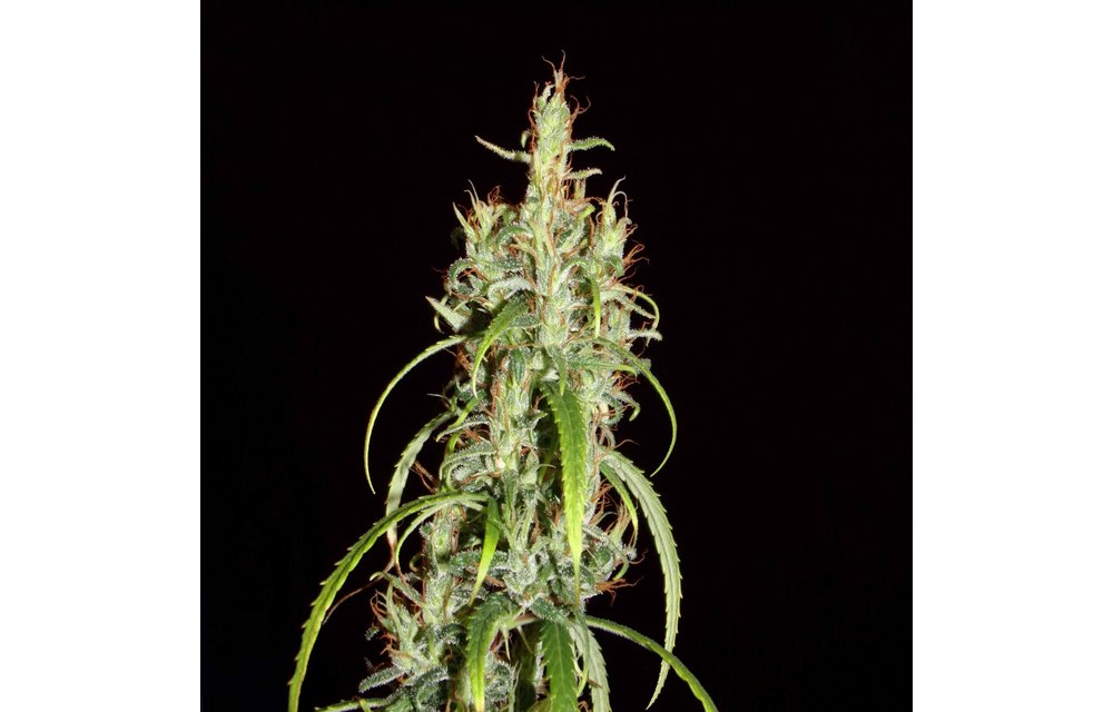 Cherbarkul (Siberian Ruderalis) Reg 12 pk