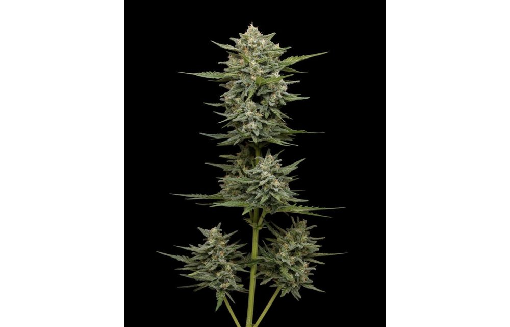 Vanilla Latte Auto Fem 10 pk