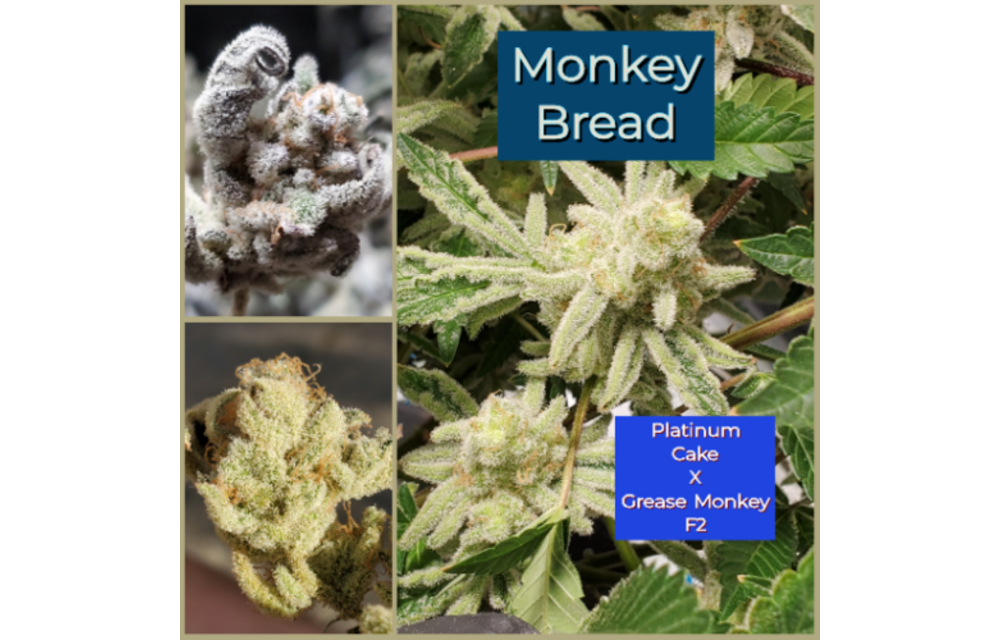 Monkey Bread Reg 10 pk