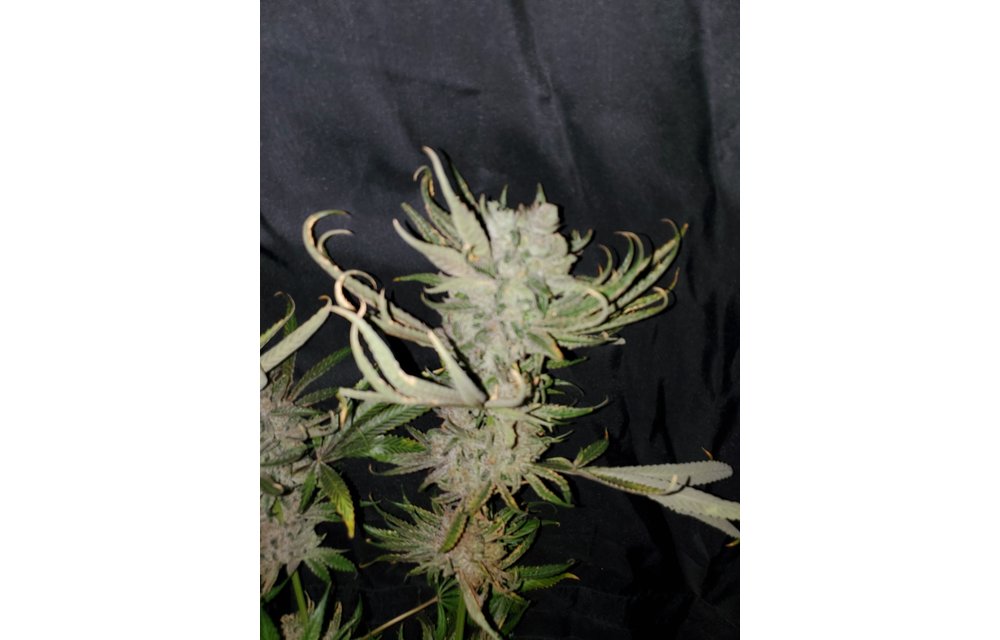 Smurfz Fem 6 pk