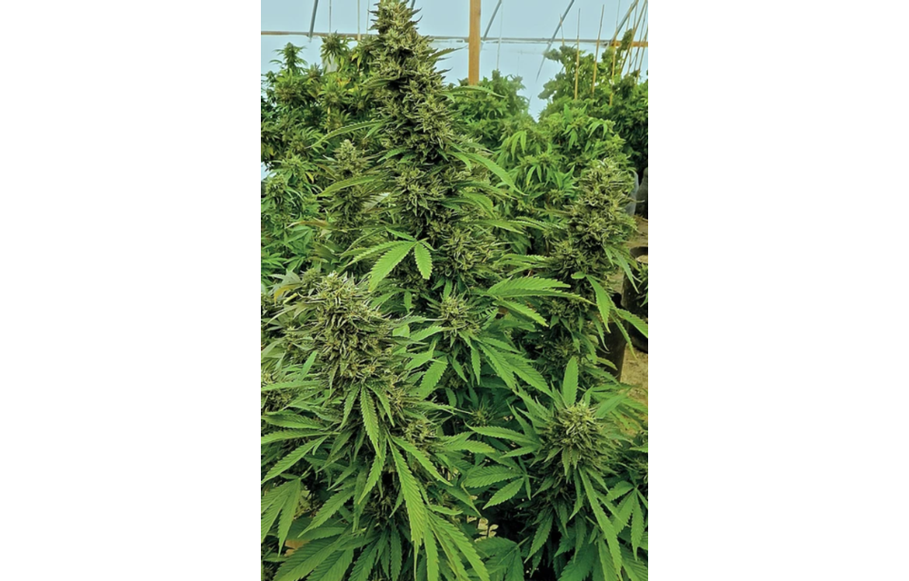 CHEMK9 Auto Fem 12 pk