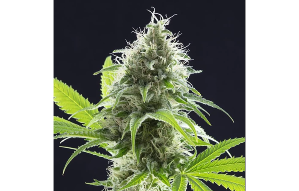 Alien OG Auto Fem 12 pk