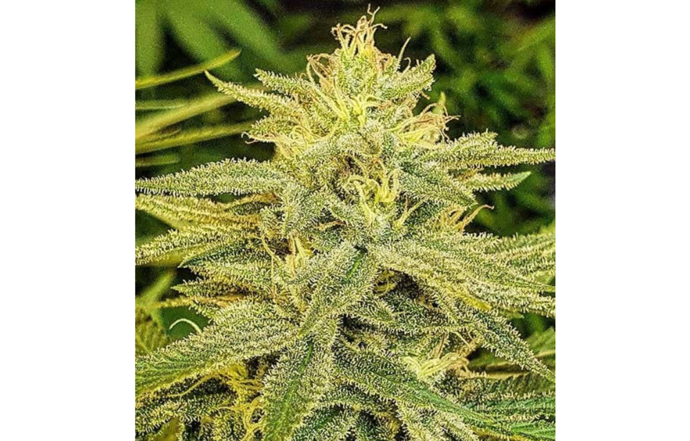 Lord Kush Fem 5 pk