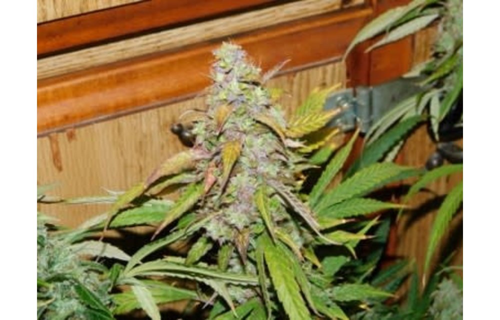 What's My Name S1 Auto Fem 3 pk