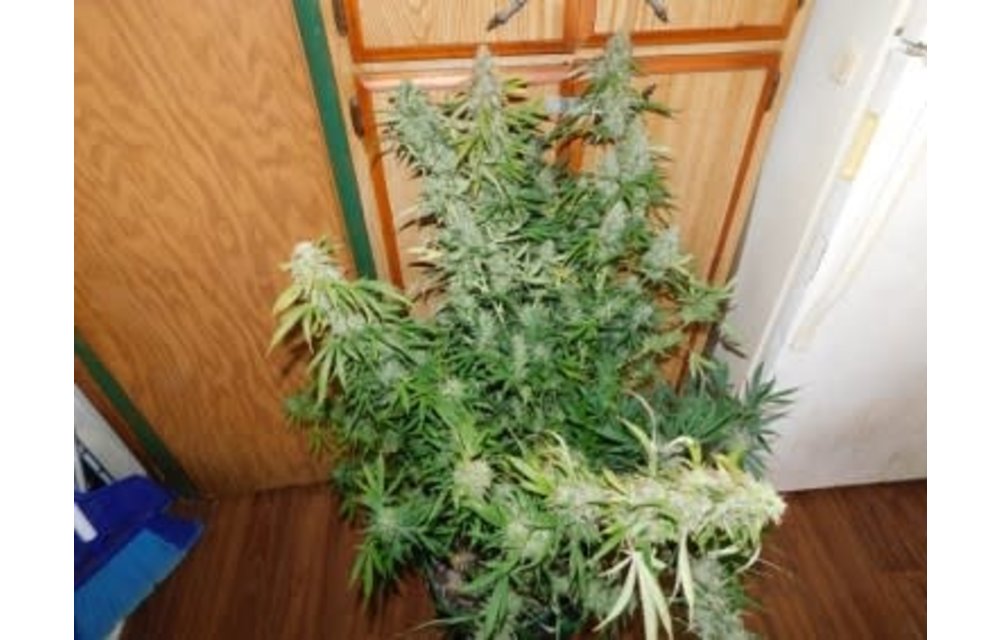What's My Name S1 Auto Fem 3 pk