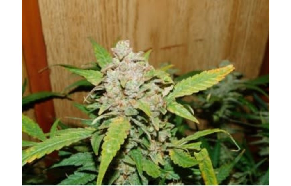 Grape Cheese F2 Bx Auto Fem 3 pk