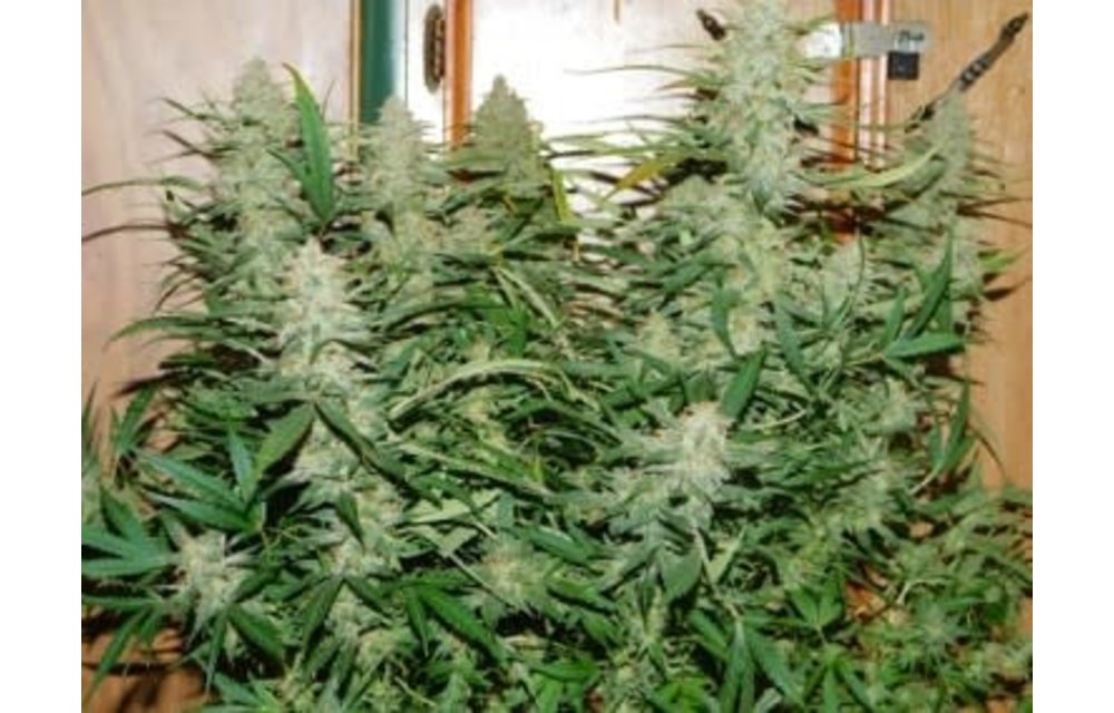 Grape Cheese F2 Bx Auto Fem 3 pk