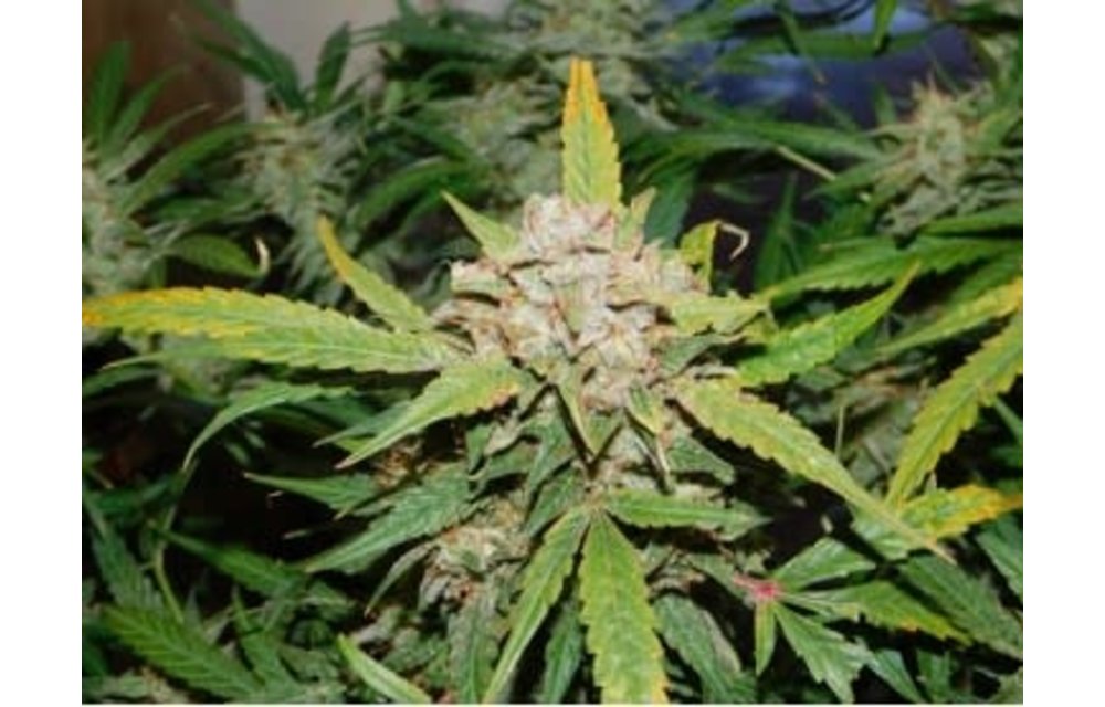 Grape Cheese F2 Bx Auto Fem 3 pk