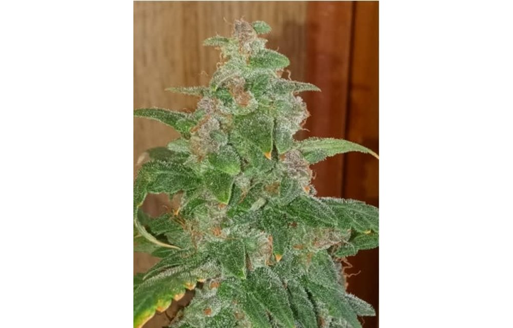 Poison Bear OG F1 Auto Fem 3 pk