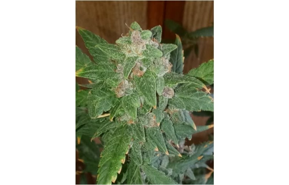 Poison Bear OG F1 Auto Fem 3 pk