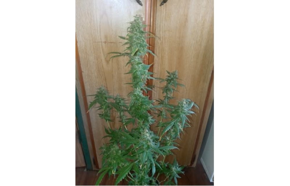 Poison Bear OG F1 Auto Fem 3 pk