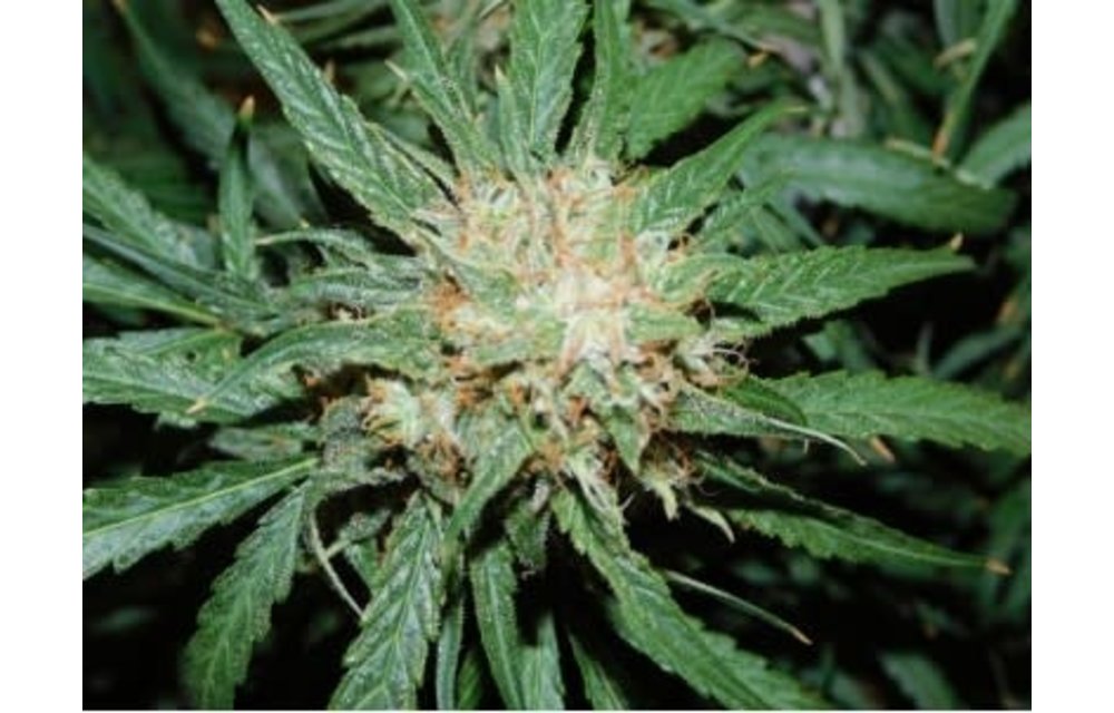 Blueberry CheezeCake F1 Auto Fem 3 pk