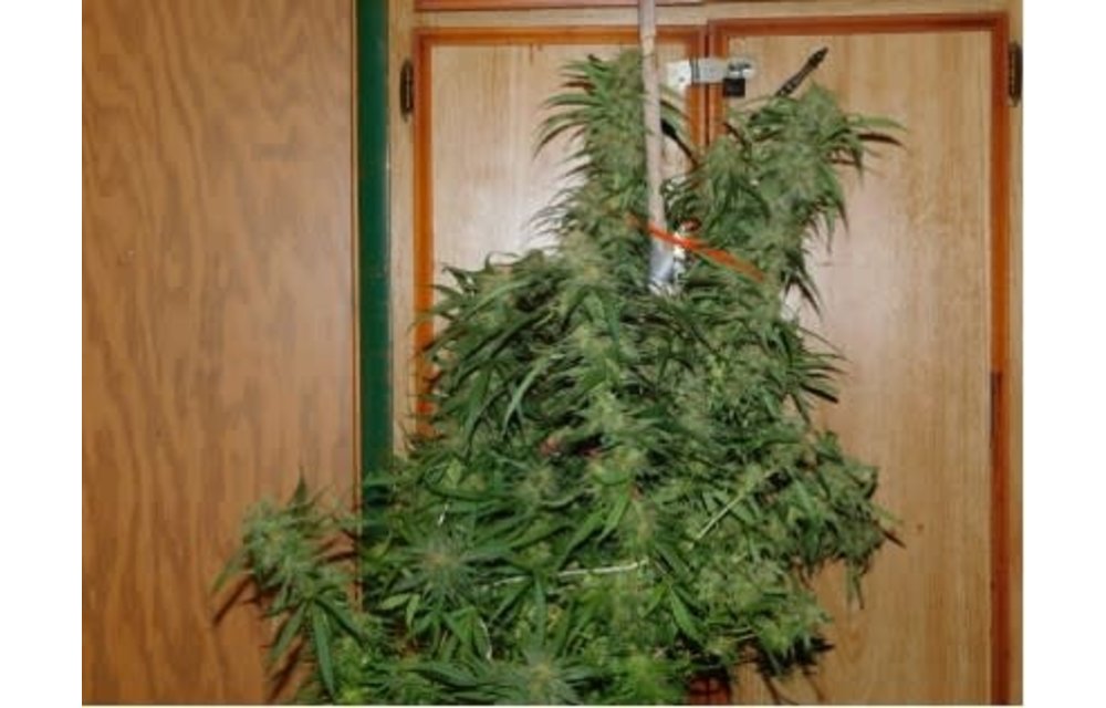 Blueberry CheezeCake F1 Auto Fem 3 pk