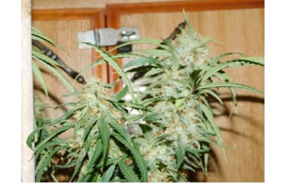 Blueberry CheezeCake F1 Auto Fem 3 pk