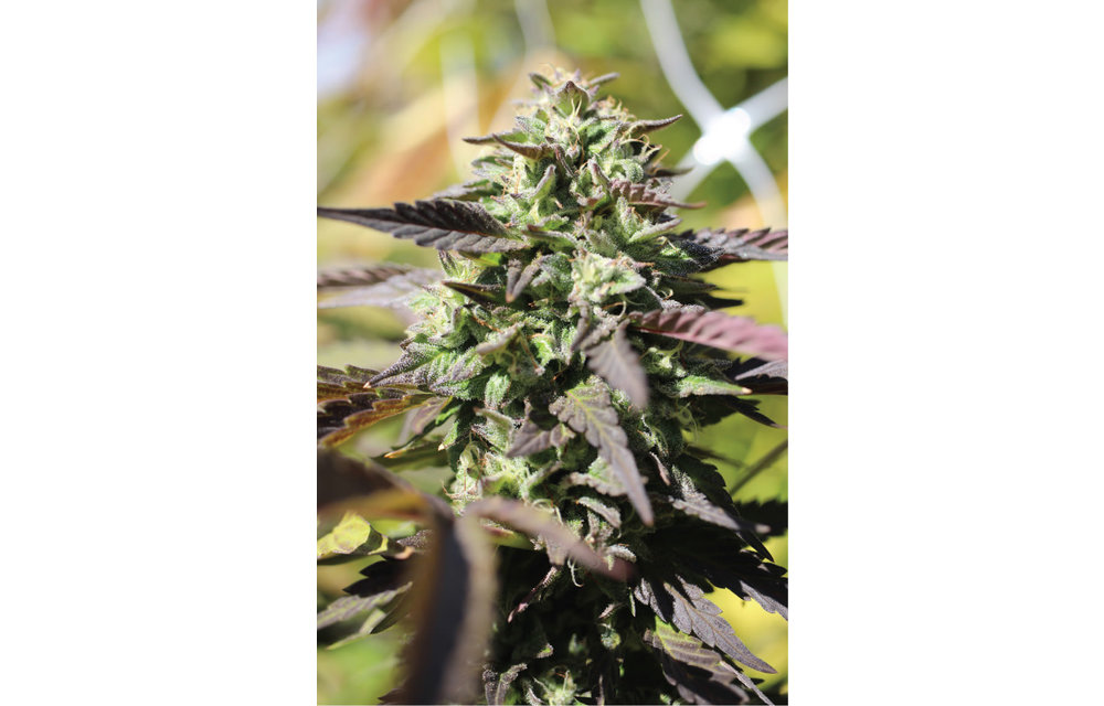 Chunkadelic Auto Fem 100 pk