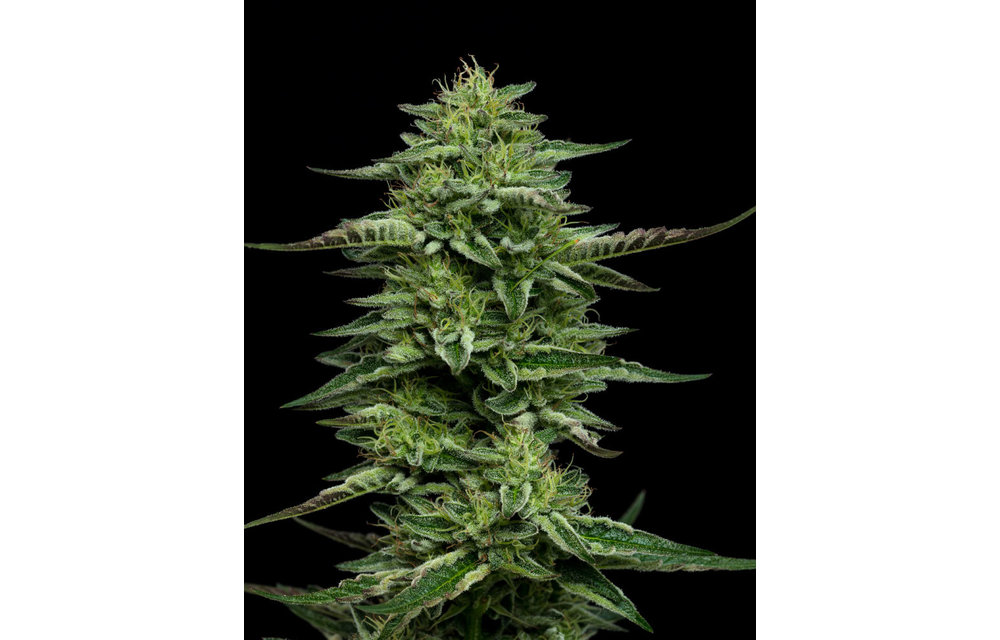 The Bling Fem 10 pk