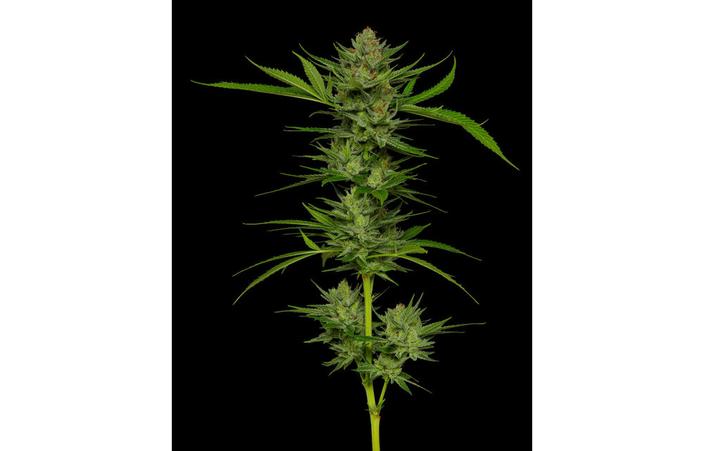 Stoopid Fruits Fem 10 pk