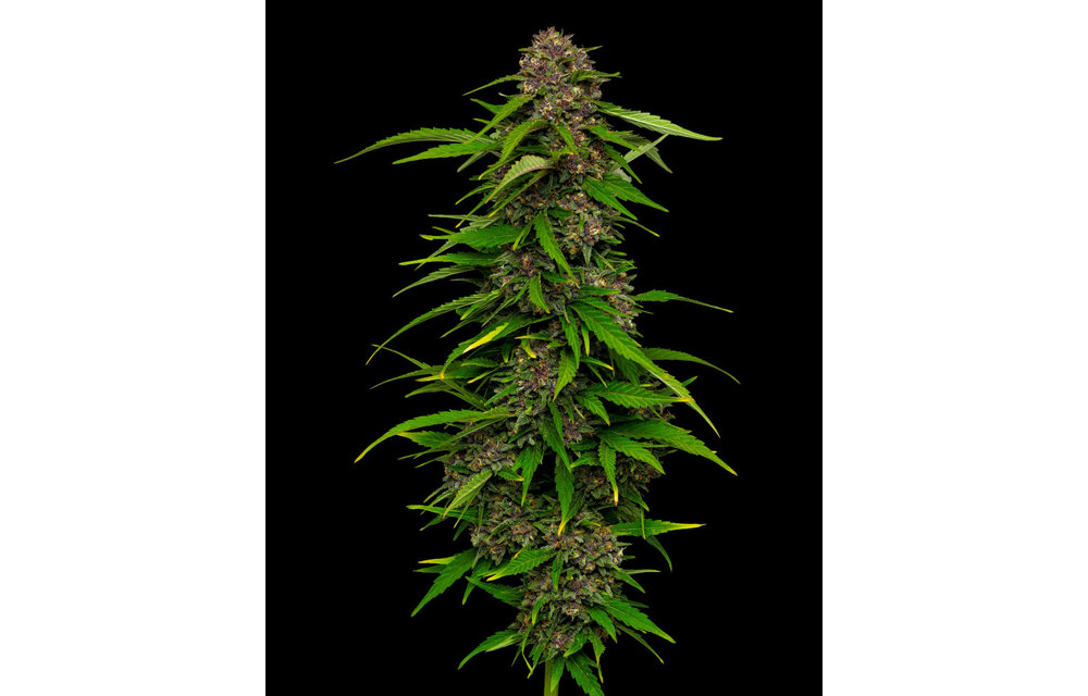 Squirt Fem 10 pk