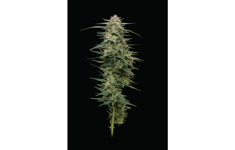 Raspberry Parfait Fem 10 pk
