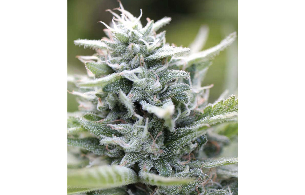 Magic Melon Auto-Fem 100 pk
