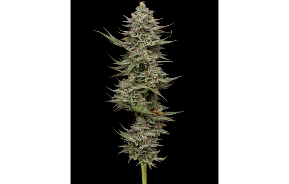 Family Jewels Fem 10 pk