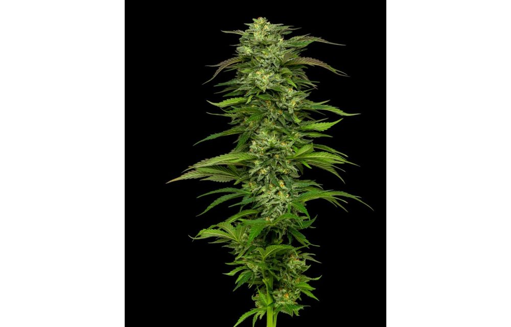 Dream Queen Reg 20 pk