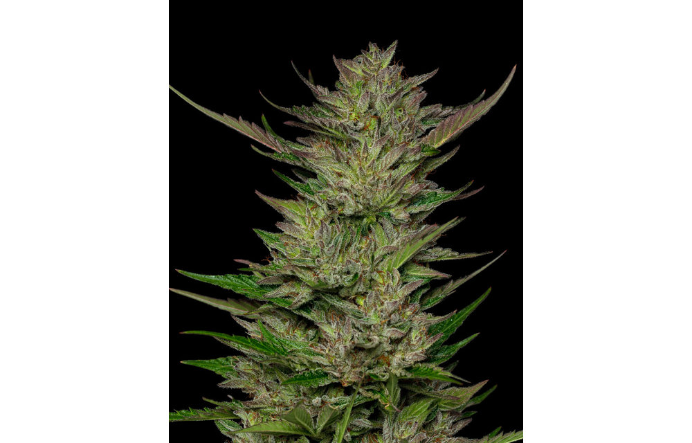 Don Carlos Reg 20 pk