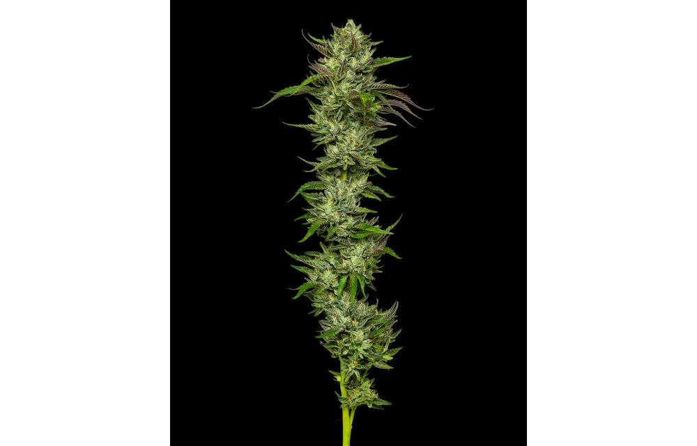 Collie Man Kush Reg 20 pk