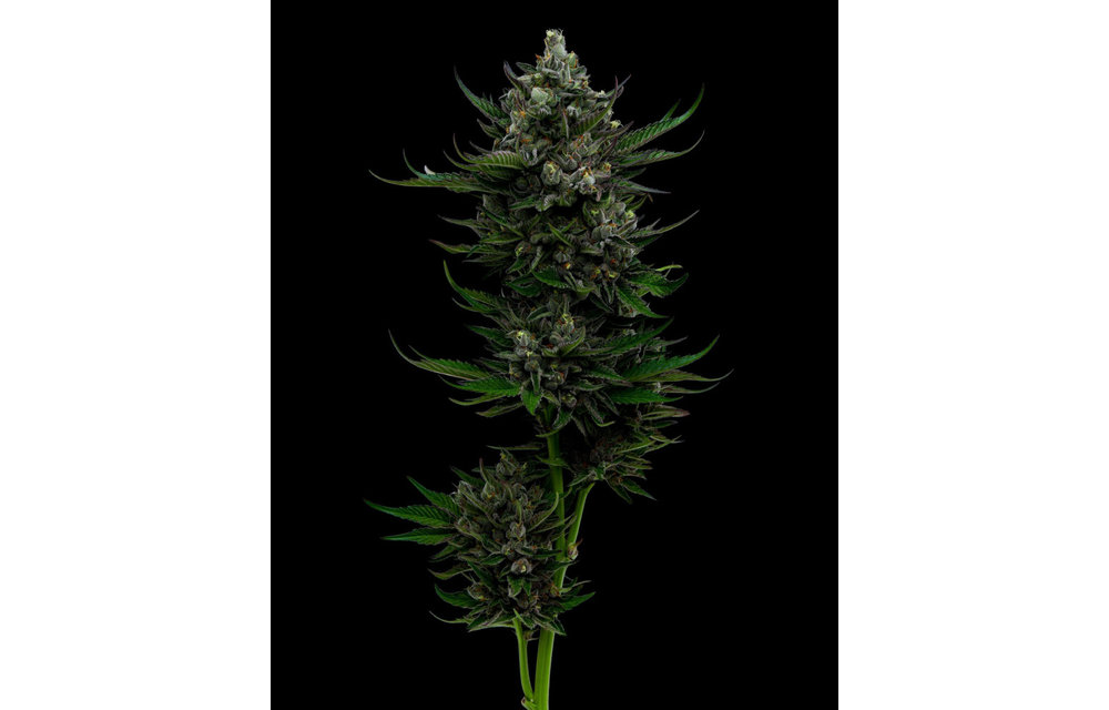 All Gas O.G. Fem 10 pk