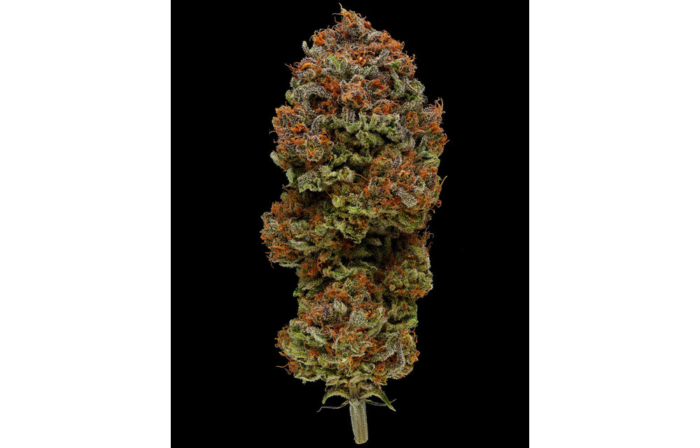 Blueberry Muffin Fem 10 pk