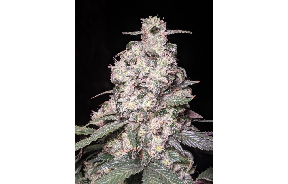 Glue Sniffer Auto Fem 100 pk