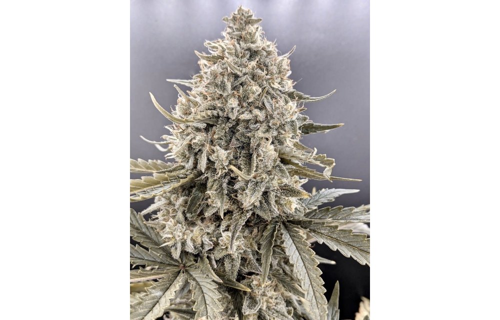 TrizZlers Auto Fem 100 pk