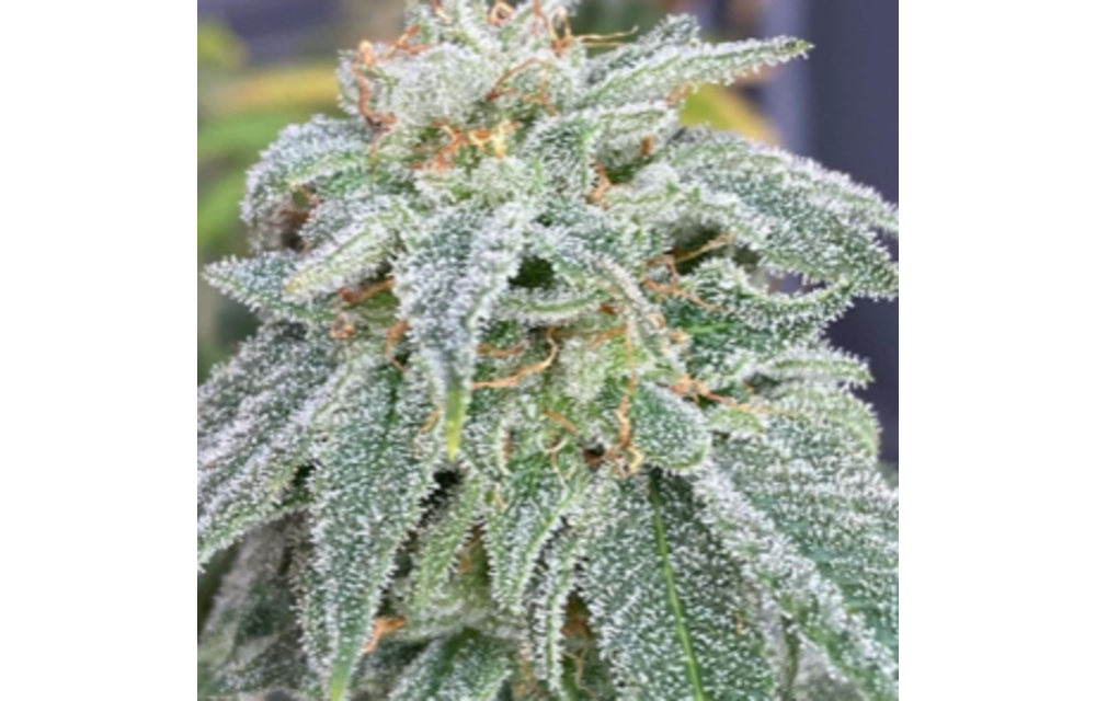 Epic Lemons Fem 8 pk