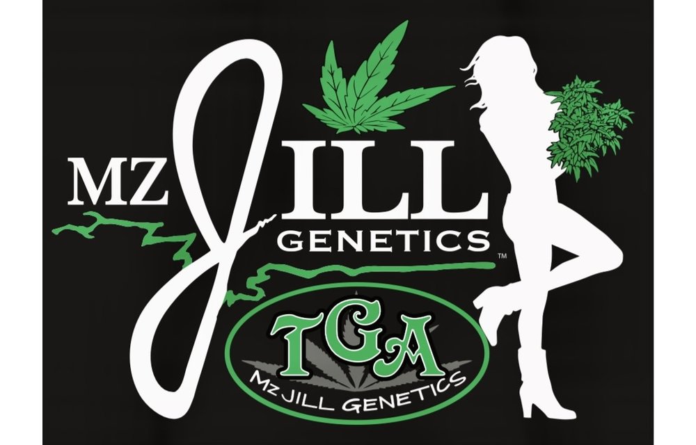 Jilly Bean Lime Reg 5 pk