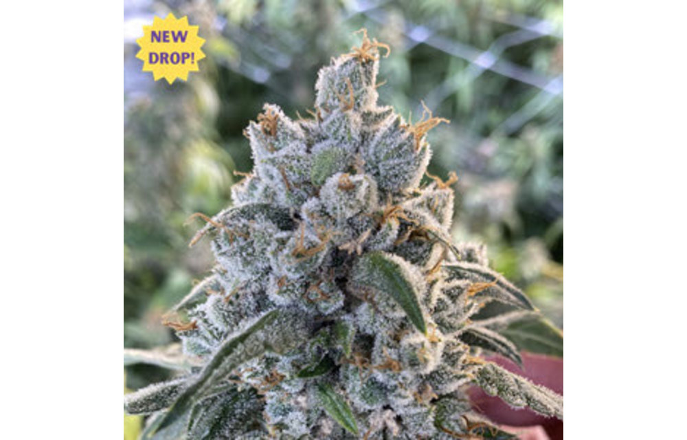 Frosted Guava Auto Fem 5 pk
