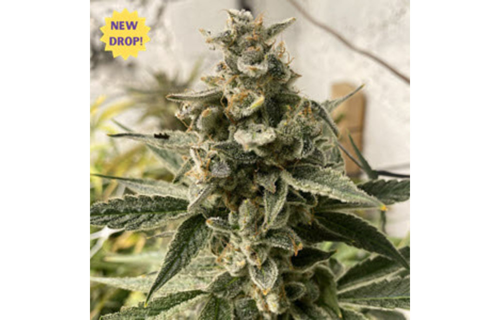 Kushy Chem Auto Fem 5 pk