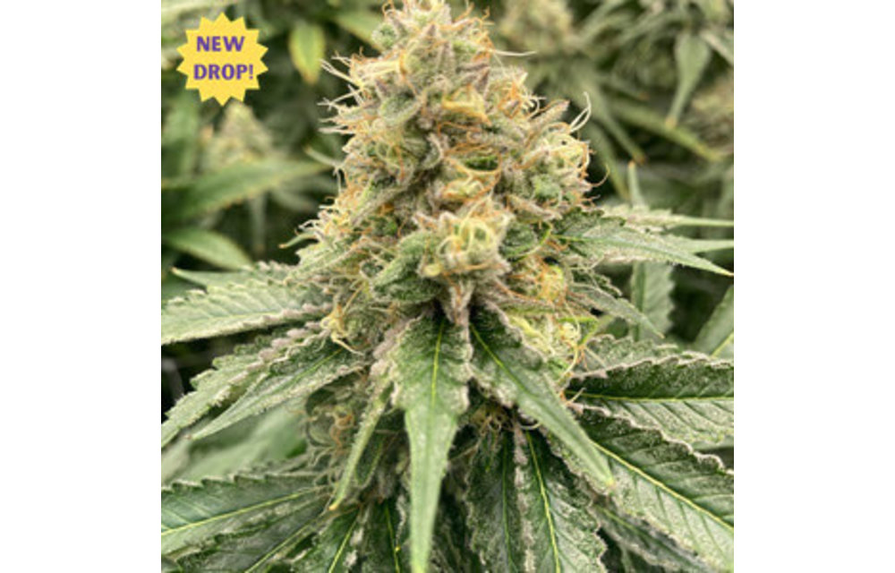 Strawberry Guava Auto Fem 100 pk