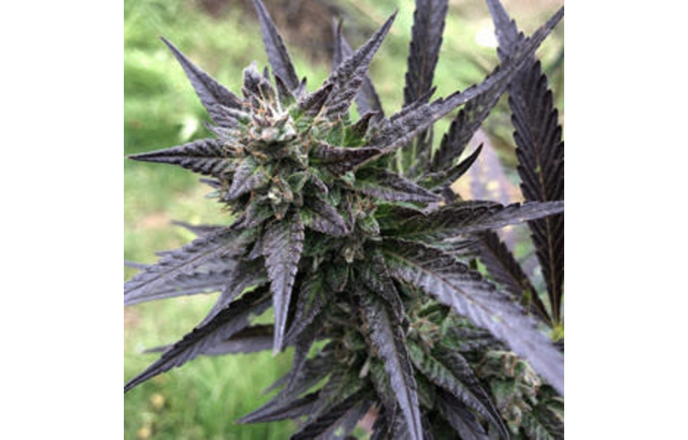 Sunset Sherb Auto Fem 100 pk