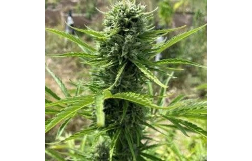 Piña Colada Auto Fem 100 pk