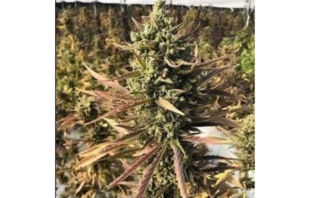 Blue Hindu Auto Fem 100 pk