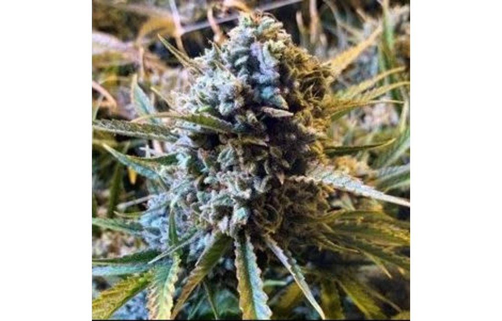 Frosted Watermelon Auto Fem 100 pk