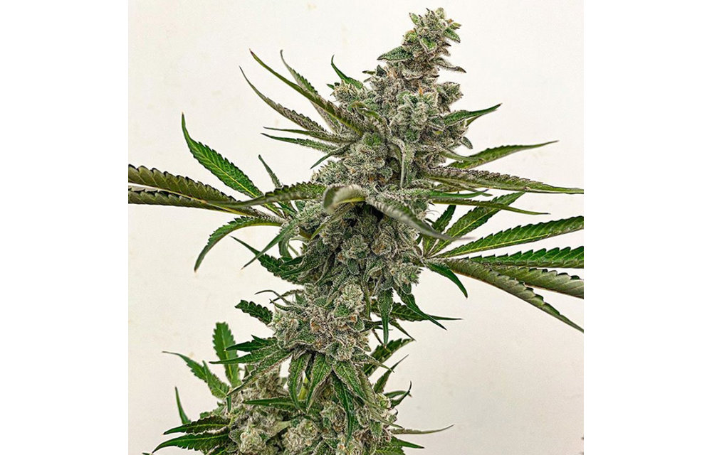 Goudaberry Reg 11 pk