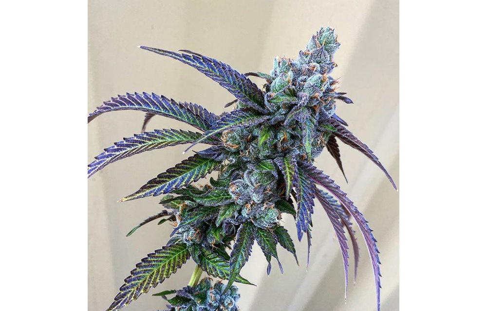 Rainbow Chip F2 Reg 11 pk
