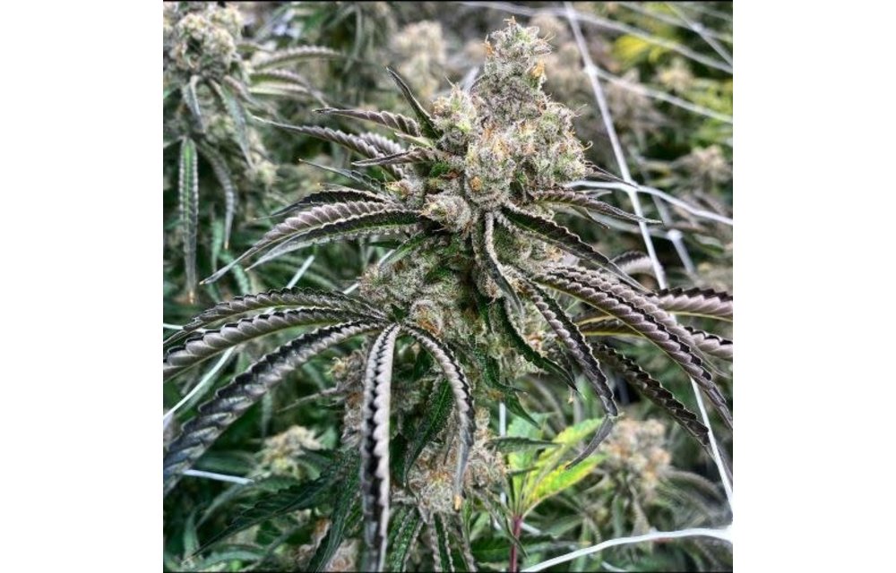 Greasy Grapes Reg 11 pk