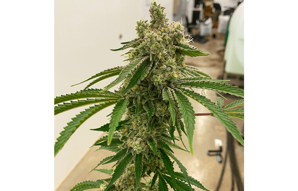 Lemon Drip Reg 10 pk
