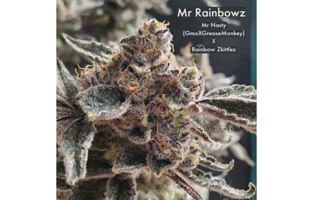 Mr. Rainbowz Reg 10 pk